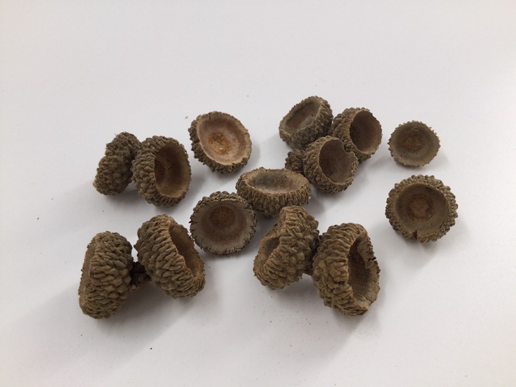 厂家供应装饰原料橡壳 圣诞礼品原材料橡壳 人工手选橡壳批发