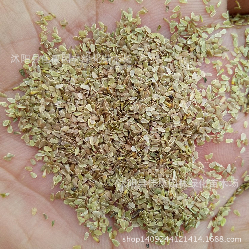 草花种子 小雏菊种子 马头兰花 雏菊花种子 邹菊 1件=1斤