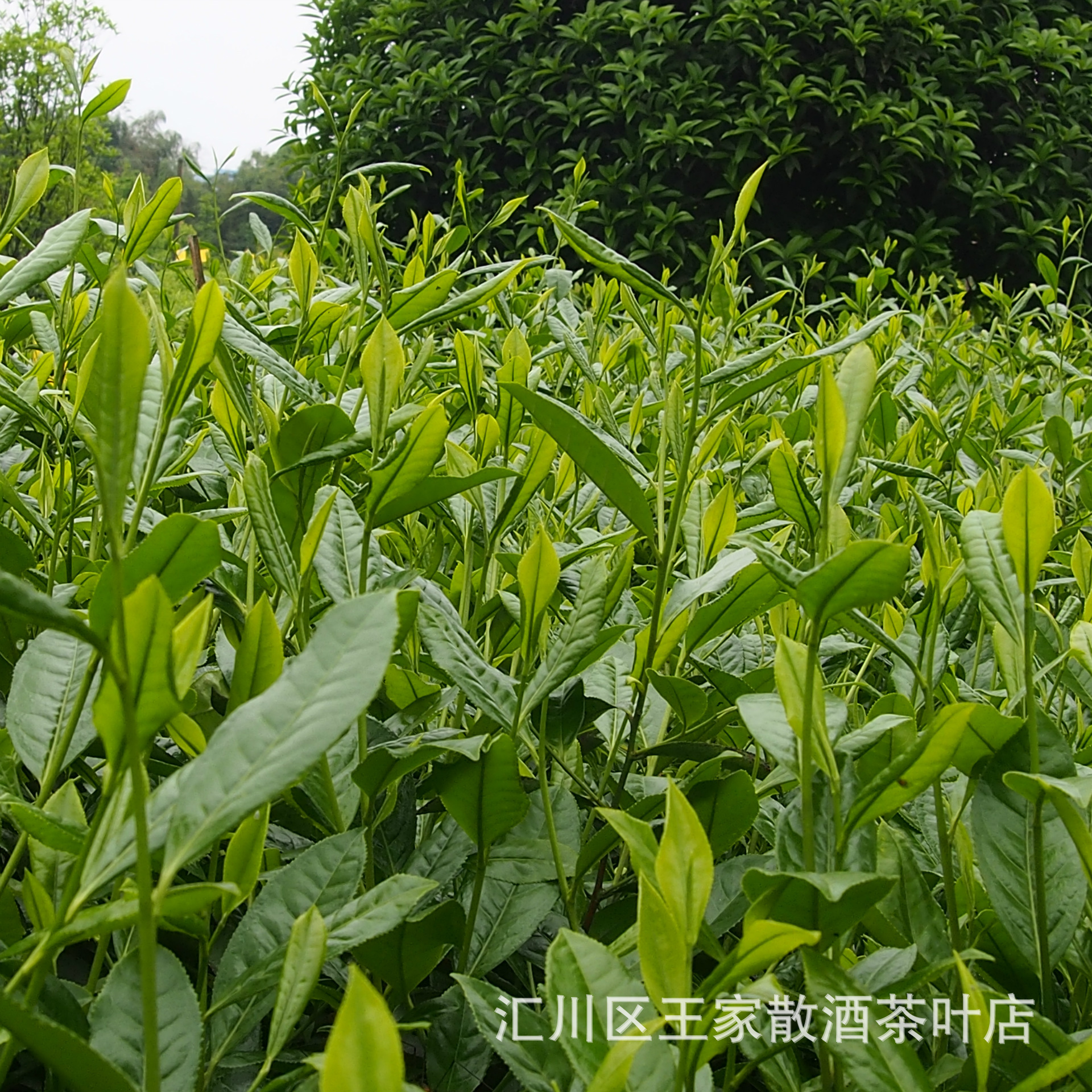贵州特产 茶叶 **湄潭翠芽 明前茶 手工炒青绿茶 一手货.