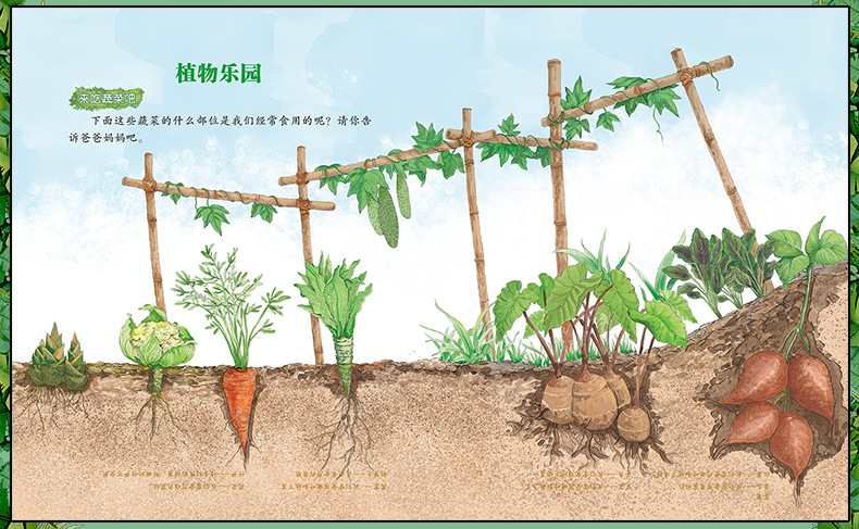 奇趣植物科普绘本3-9岁儿童趣味阅读 全套10册绿色环保 彩色印刷