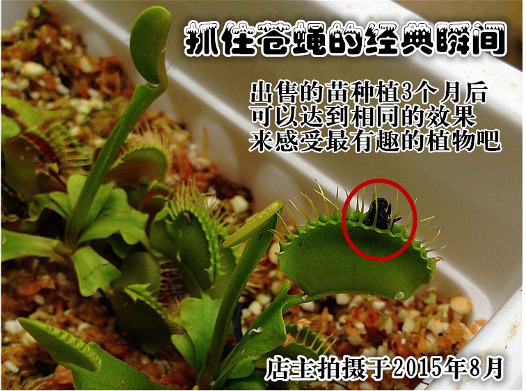 小虫草堂捕蝇草食虫植物盆栽食虫草猪笼草茅膏菜驱蚊草超大食人花