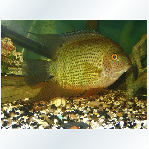 菠萝鱼 紫菠萝 观赏鱼 热带鱼 美鲷 美洲慈鲷