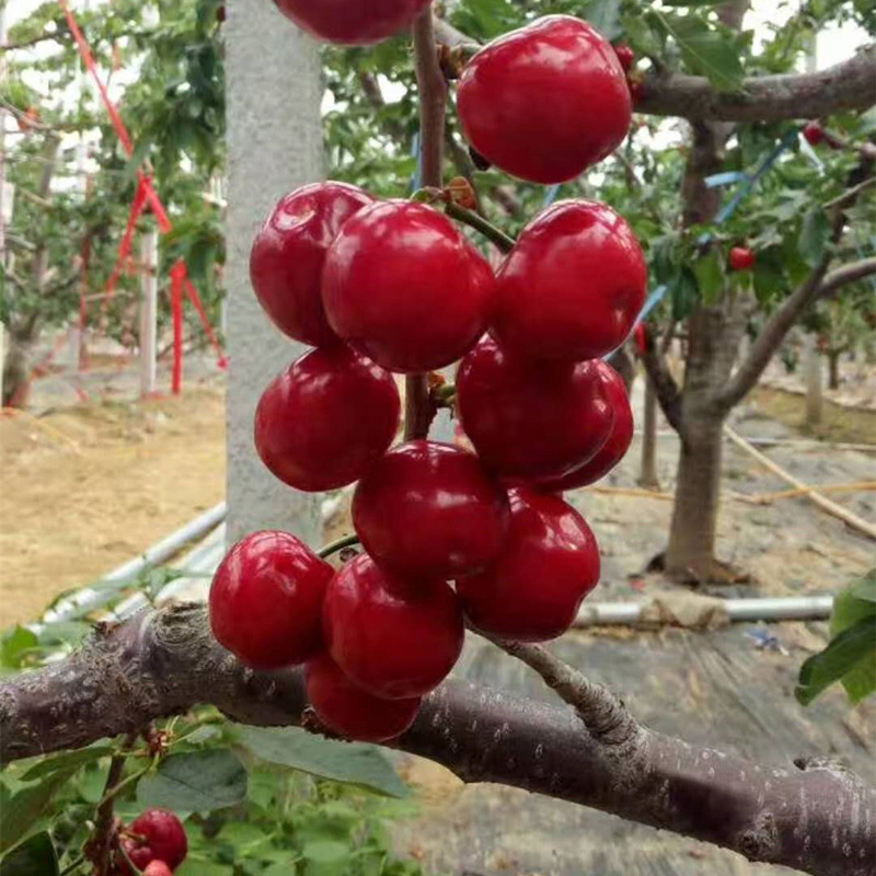 招商 樱桃基地果树苗