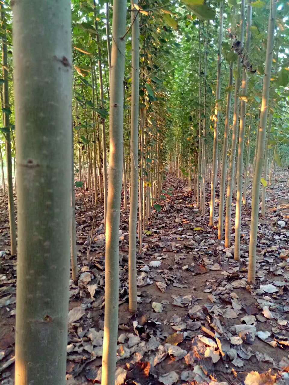 河北 窄冠一号 宽冠 毛白杨 北京杨 河北杨 新疆杨 银中杨 小叶杨