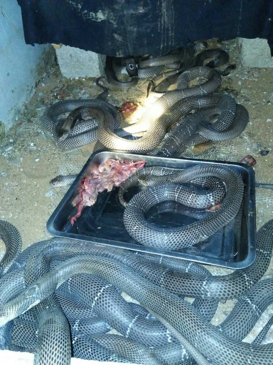 全国可以 发货. 新鲜活杀,脱毛,冰冻,一板10多斤,一件85-90斤左右.