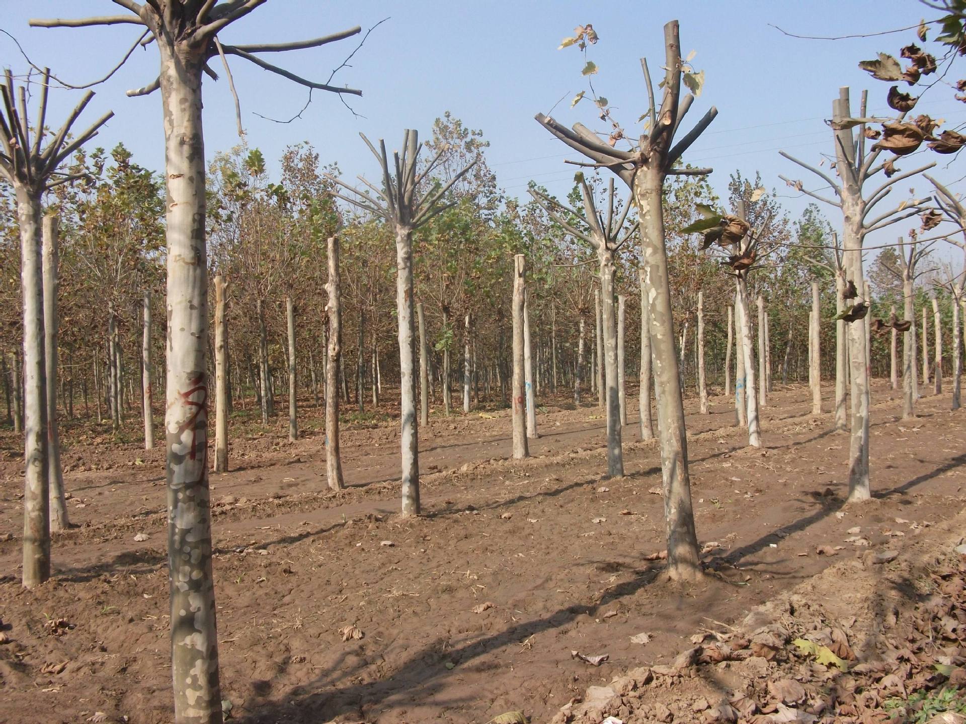 法国梧桐树苗 速生法桐苗小苗 树苗 别名法桐 悬铃木 青皮梧桐