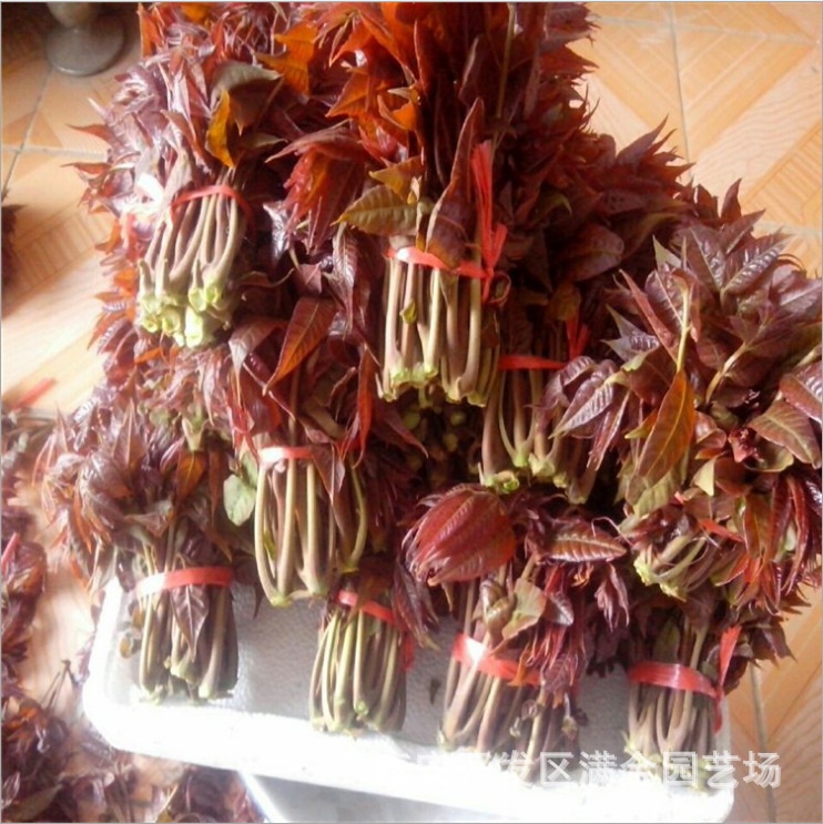 矮化红油香椿苗 当年可食用 红芽香椿红油香椿树苗 可盆栽地栽