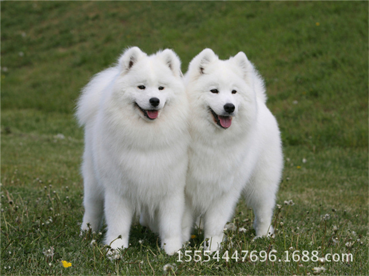 听话的小萨摩耶幼犬 金毛犬 泰迪犬 拉布拉多幼犬
