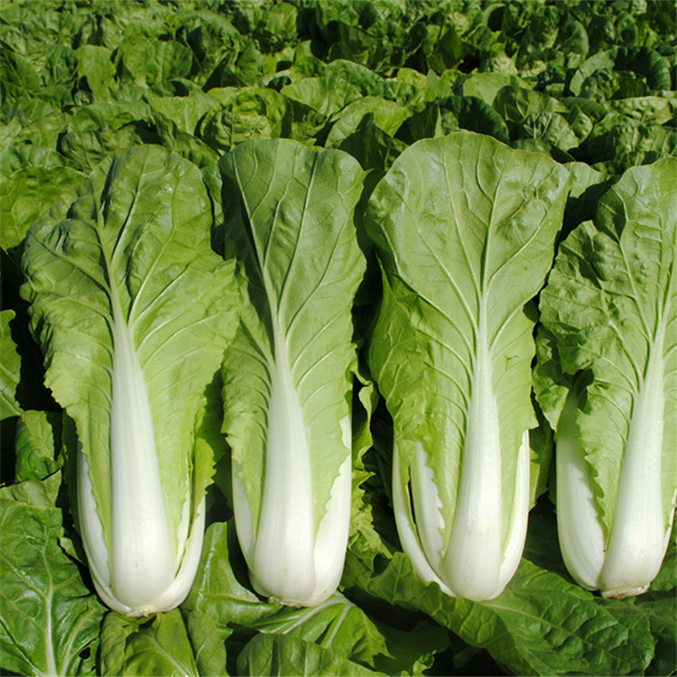     goldenlifeseed 品种:小白菜