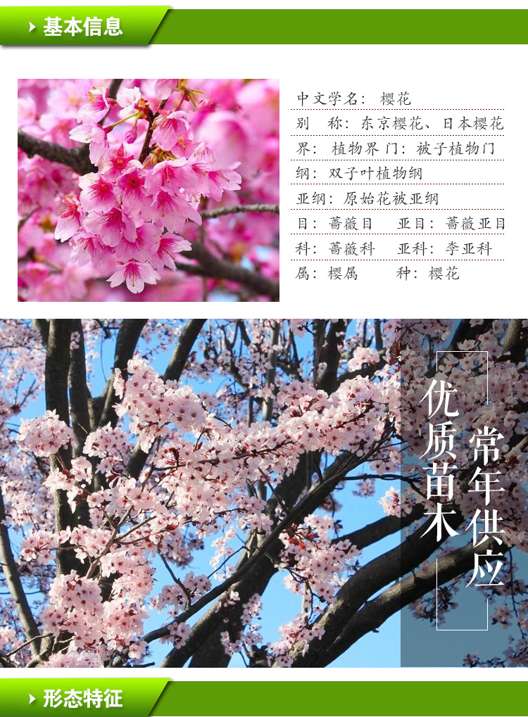 基地樱花苗日本樱花树苗嫁接樱花小苗晚樱早樱苗品种齐全