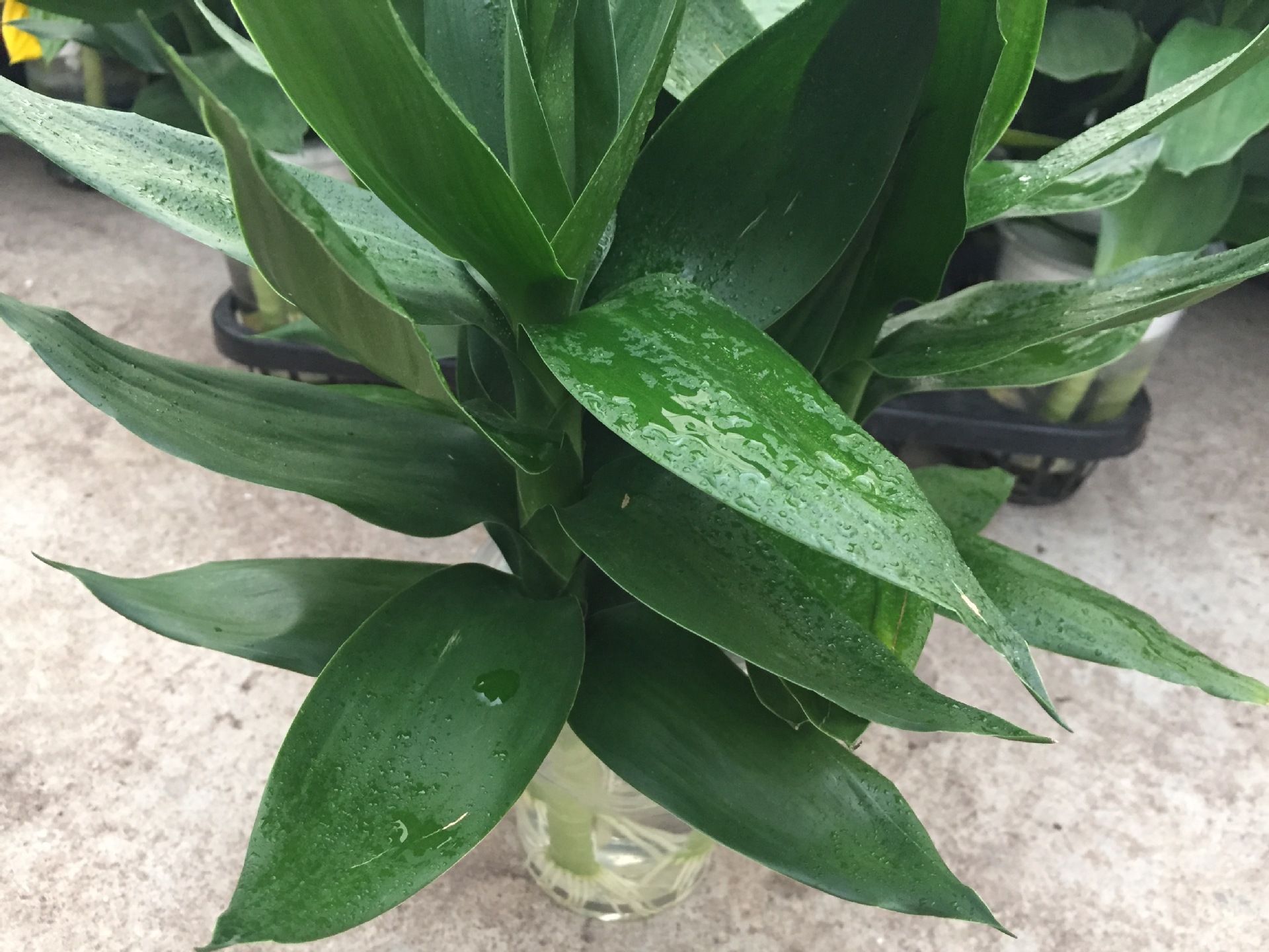 【基地直销】观音竹三株水培莲花富贵竹转运竹花盆栽室内水养绿植