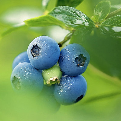 批发粉蓝蓝莓苗 成活率高 品种纯正 价格低廉 欢迎购买