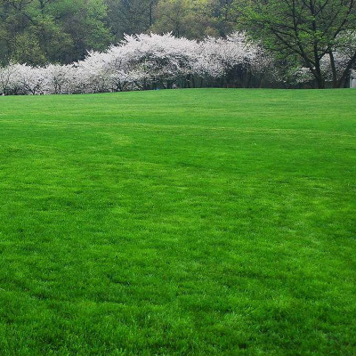 草坪种子袋装30g约4800粒护坡四季青狗牙根不修剪草坪庭院绿化草