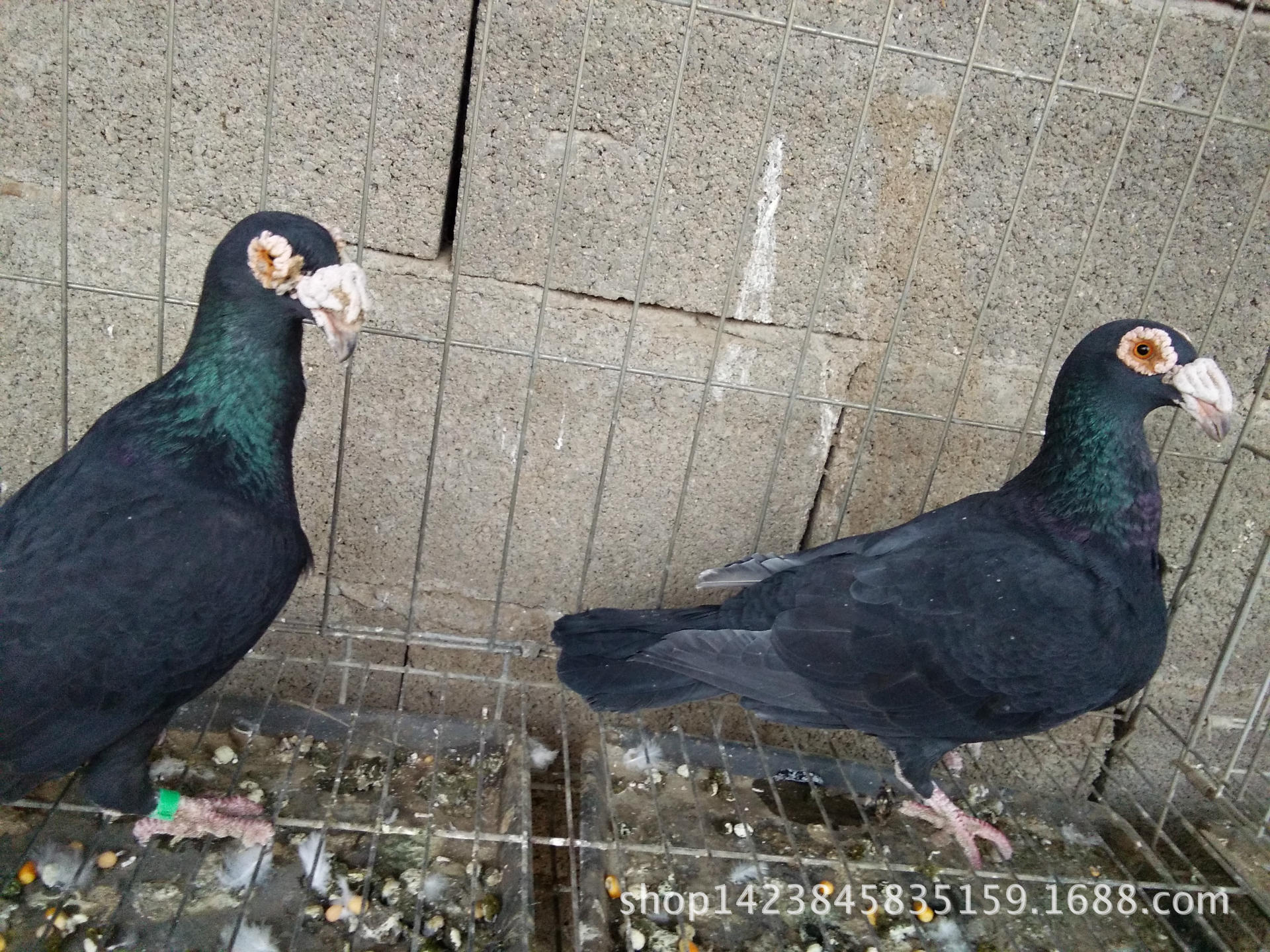 黑色大鼻子观赏鸽 红色大鼻子鸽子价格 信鸽大鼻子 弯梁大鼻子鸽