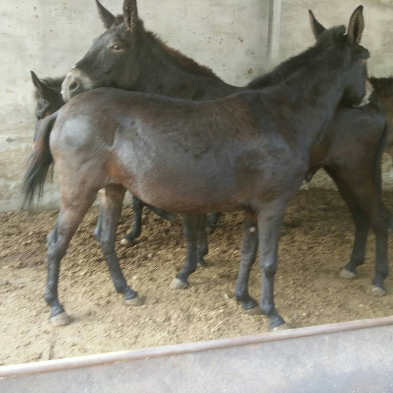 能拉车的马骡多少钱,一匹800斤的大骡子什么价格