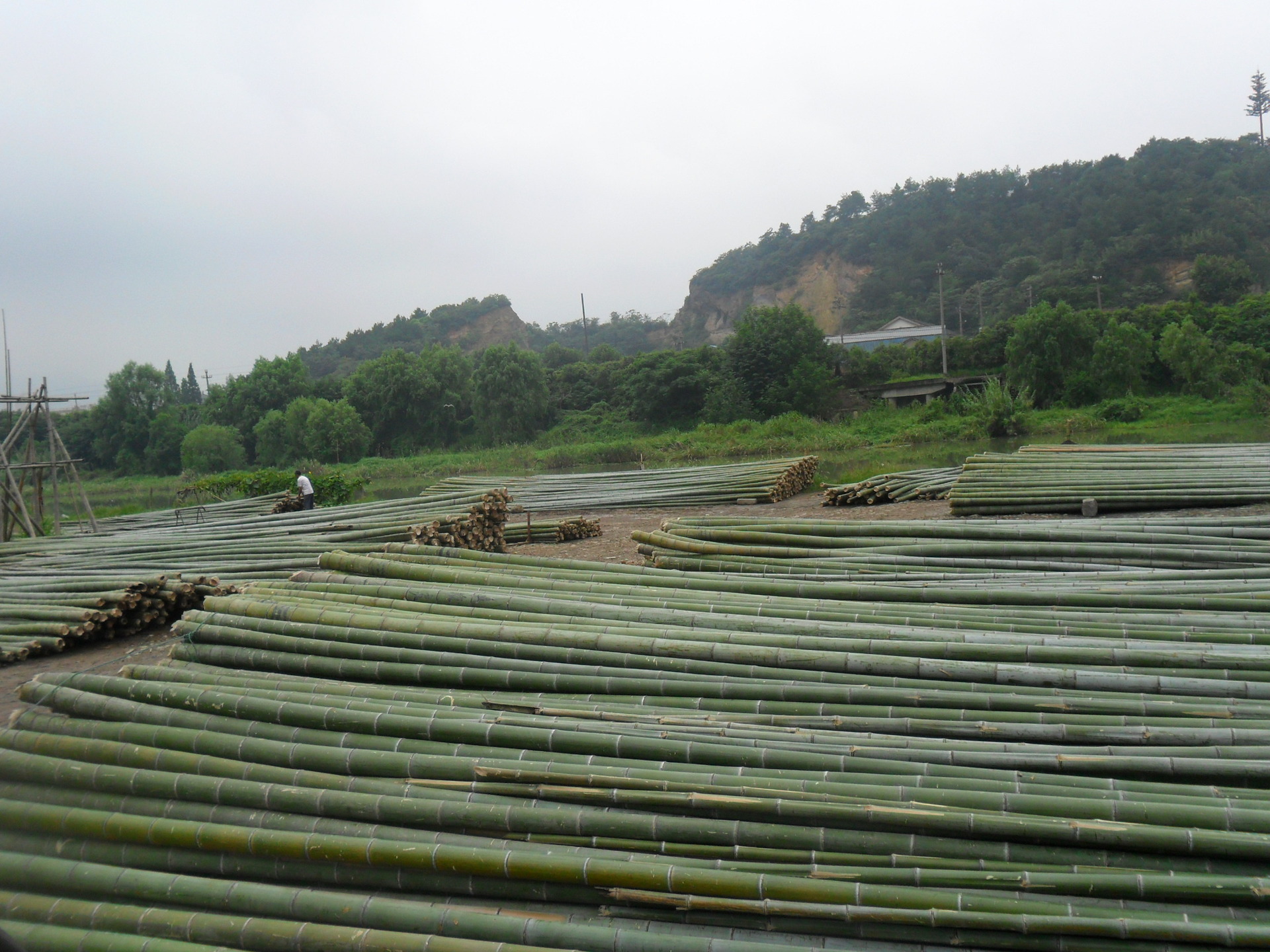 厂家供应 亚山楠竹 优良毛竹批发 绿化苗木 竹竿 规格可定制