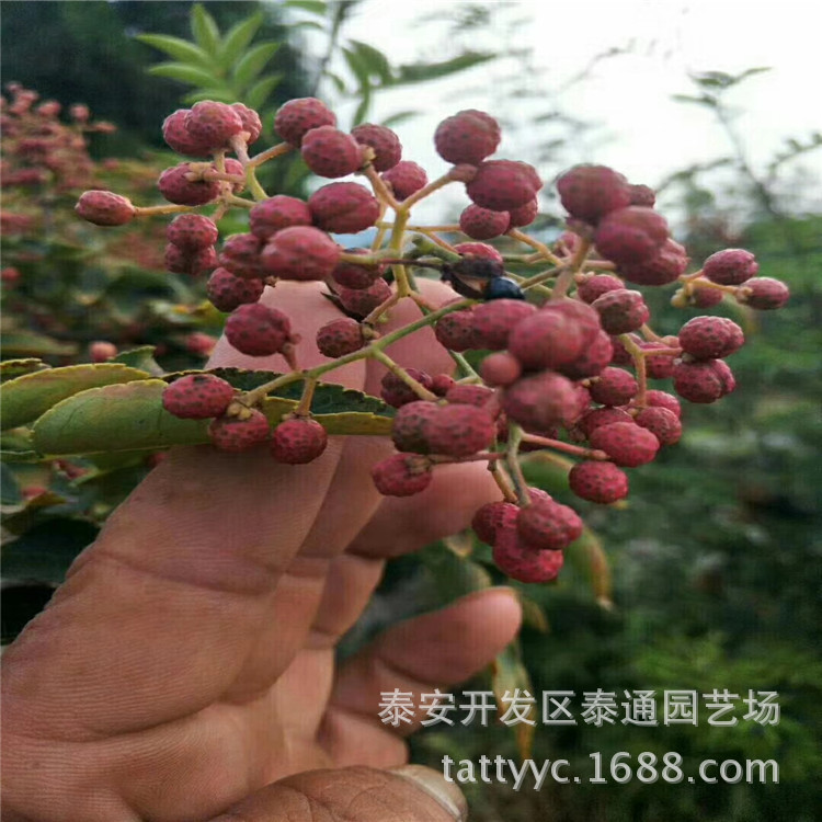 2米以上凤椒苗 青椒九叶青花椒树 藤椒