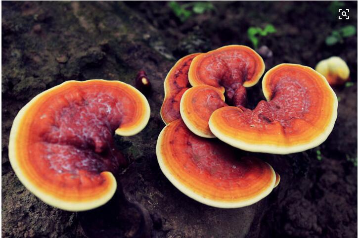 【森朗】灵芝多糖 90% 灵芝提取物 灵芝真菌菌丝体