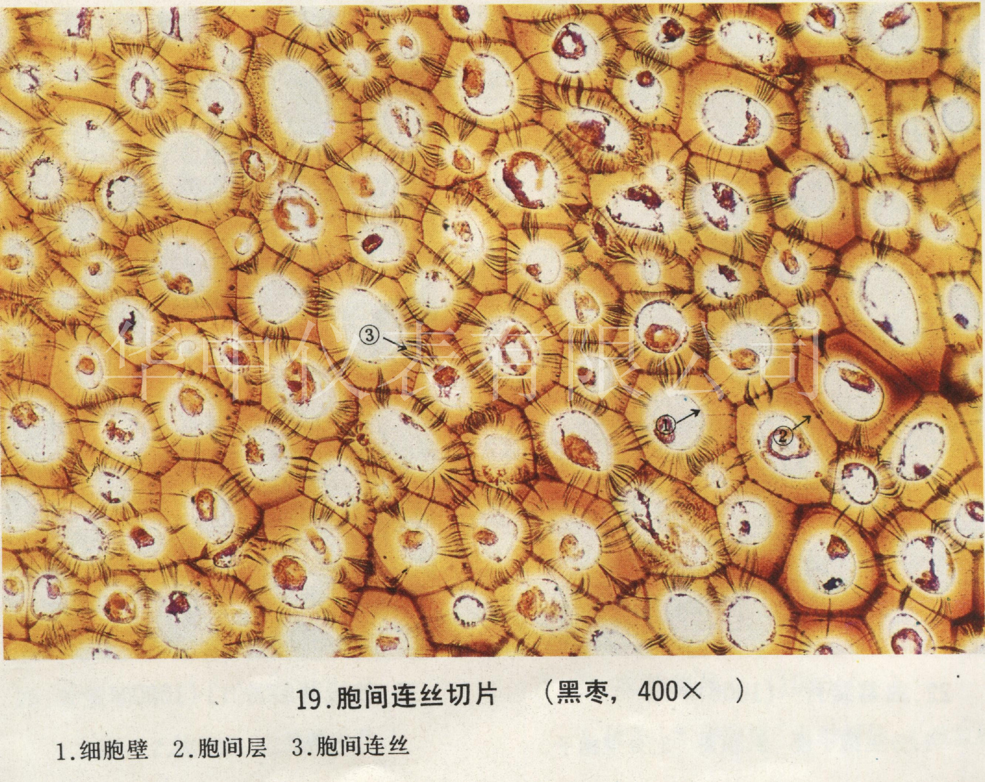 胞间连丝切片 小学科学玻片 生物显微玻片 厂家供应