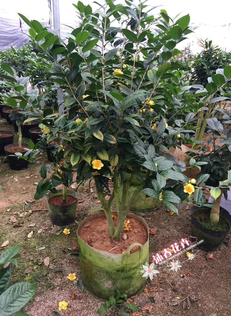 沐春金花茶--嫁接防城金花茶 防城金花茶盆栽 精品大规格金花茶