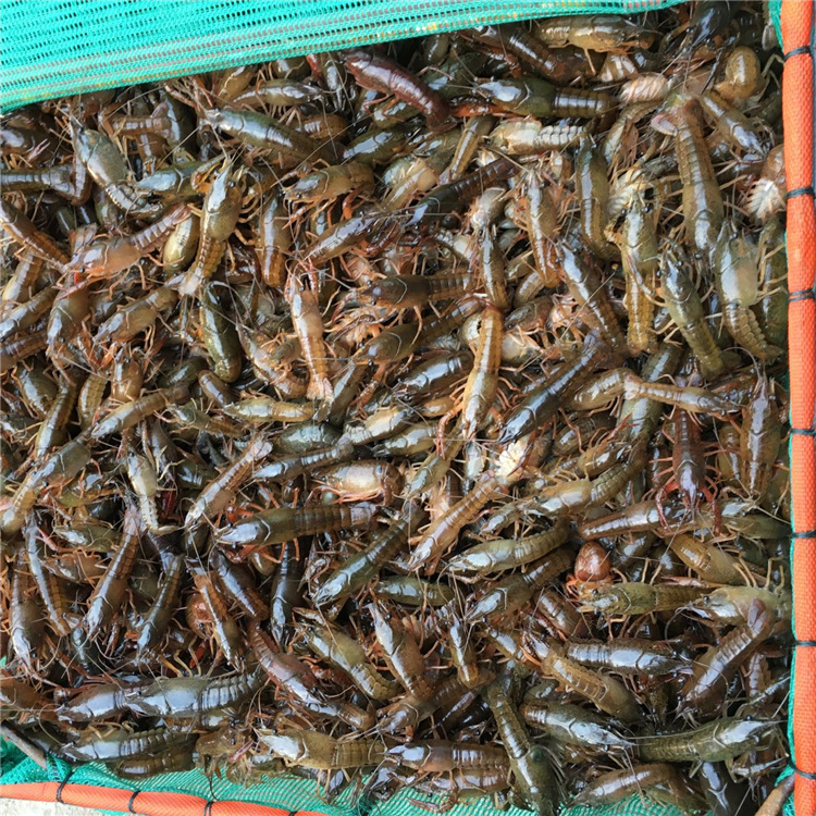 批发龙虾苗 湖北小龙虾苗价格 水草免费技术包虾苗成活率