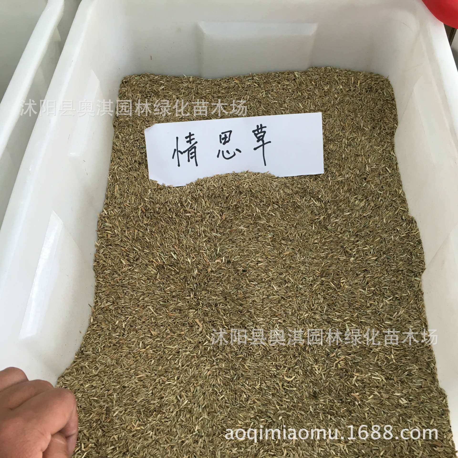 情思草种子 草娃娃种子 室内生态盆栽微景观迷你植物创意桌面摆件