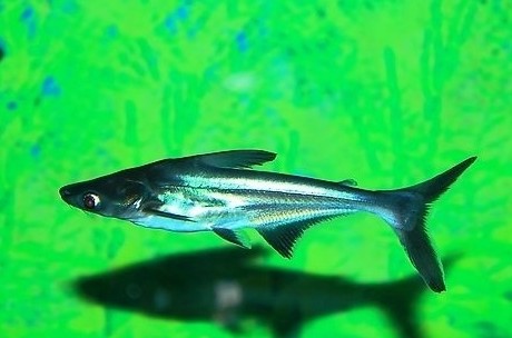 蓝鲨 观赏鱼 热带鱼 小鲨鱼 虎头鲨 淡水鲨鱼 鲨鱼 虎鲨 渔场直销