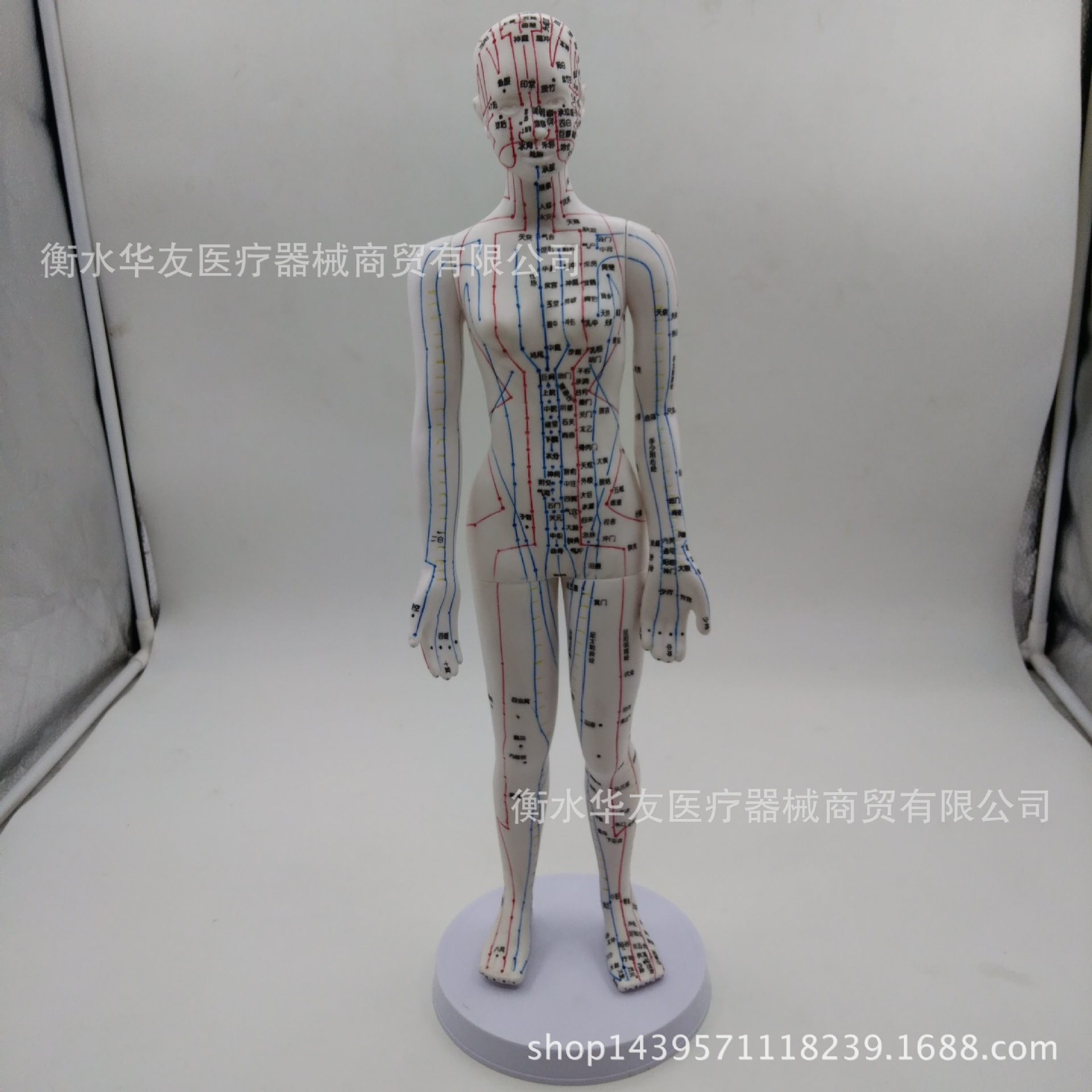 刻字经络男女人体模型人体经络模型中医针灸穴位模型