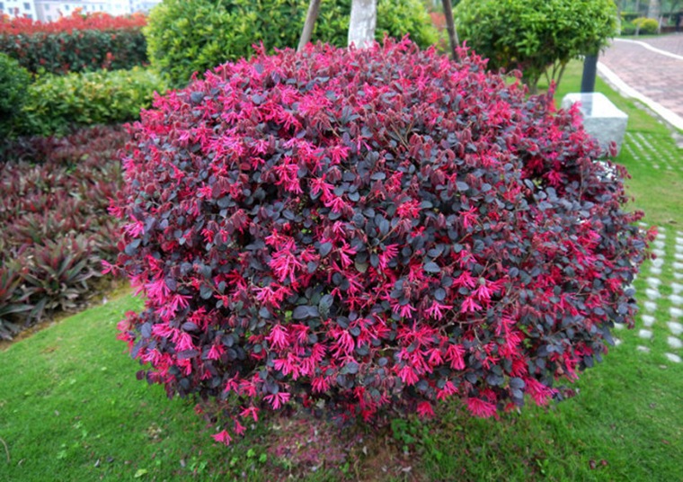 红花檵木继木苗篱笆苗庭院绿化工程苗木四季常青红梽木树苗红花球