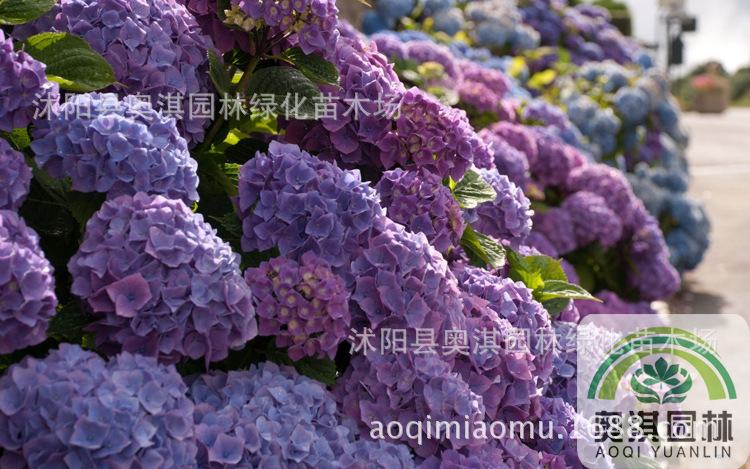 绣球花种子 阳台盆栽八仙绣球种子 紫阳花 天竺葵 洋绣球 种子