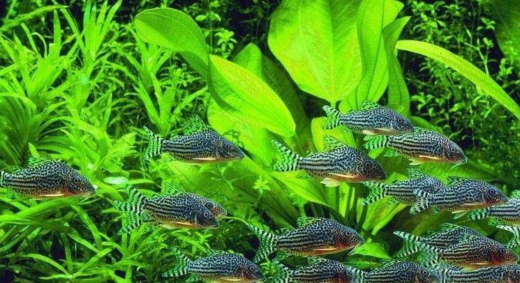 金翅珍珠鼠 黄翅珍珠鼠 老鼠鱼 水族箱底部 观赏鱼 底层鱼