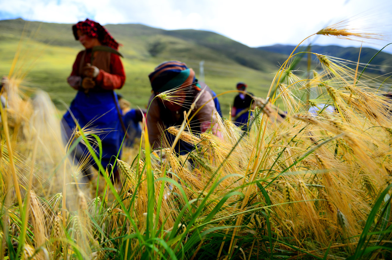 青稞苗粉青稞β一葡聚糖 70% 厂家原料 斯诺特厂家
