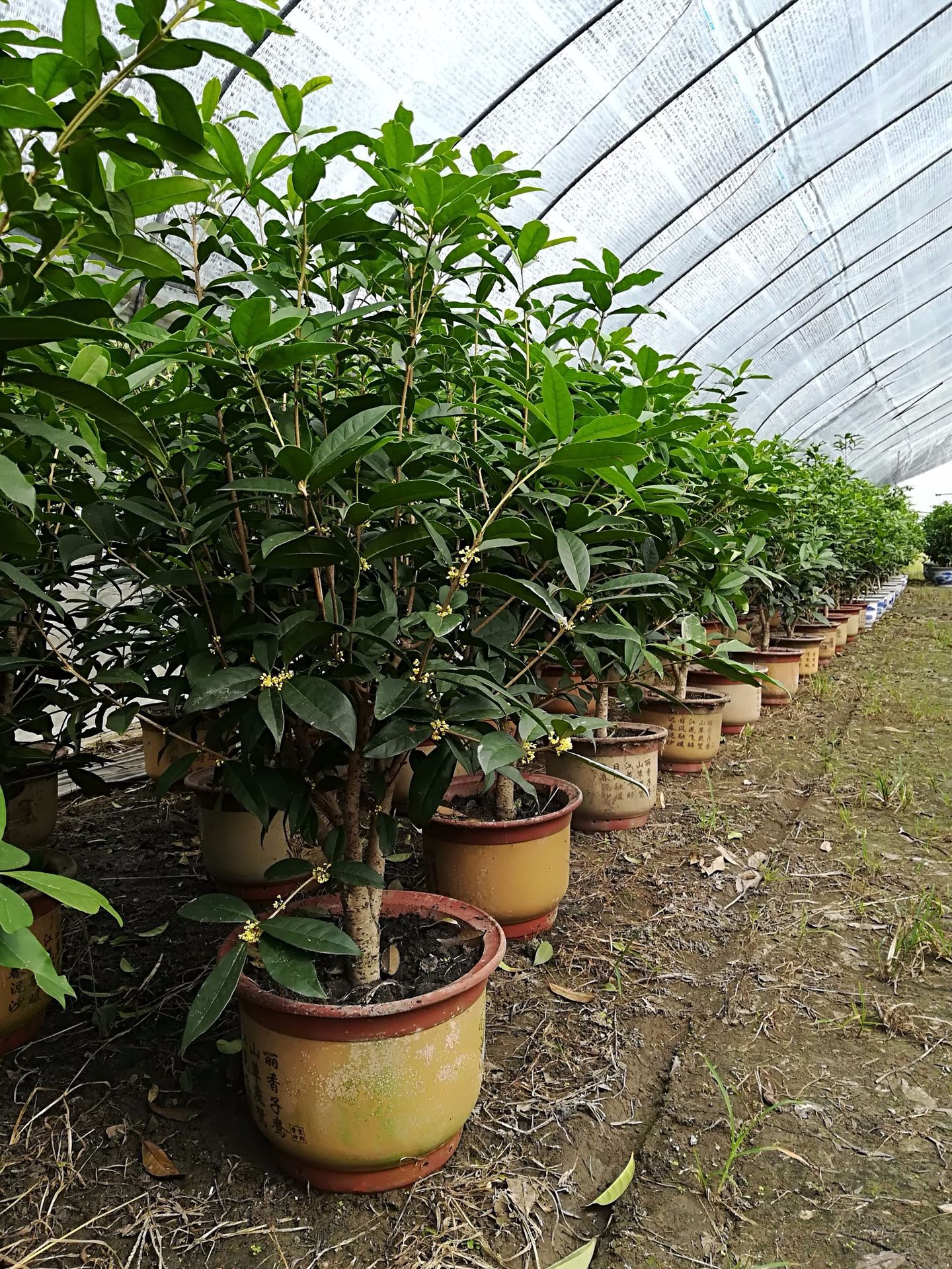 厂家直销供应200天开花日香桂盆景包邮价230元