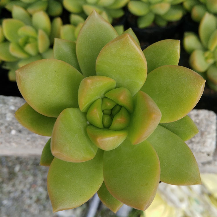 漳州多肉植物批发 黄丽 约4-6cm 裸根 花卉盆栽绿植园艺