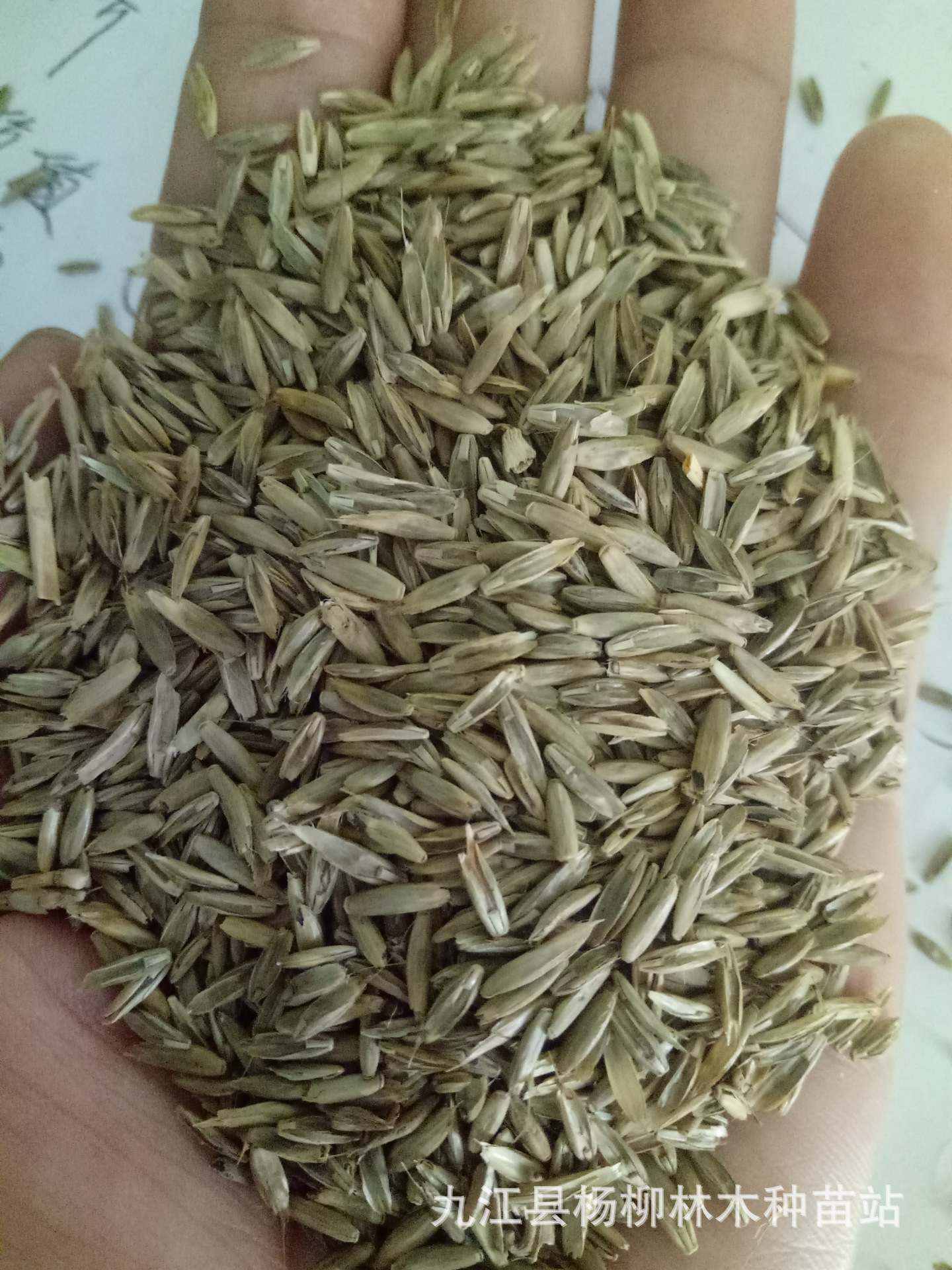 进口黑麦草种子 黑麦草籽 牧草种子 一年生黑麦草 多年生黑麦草