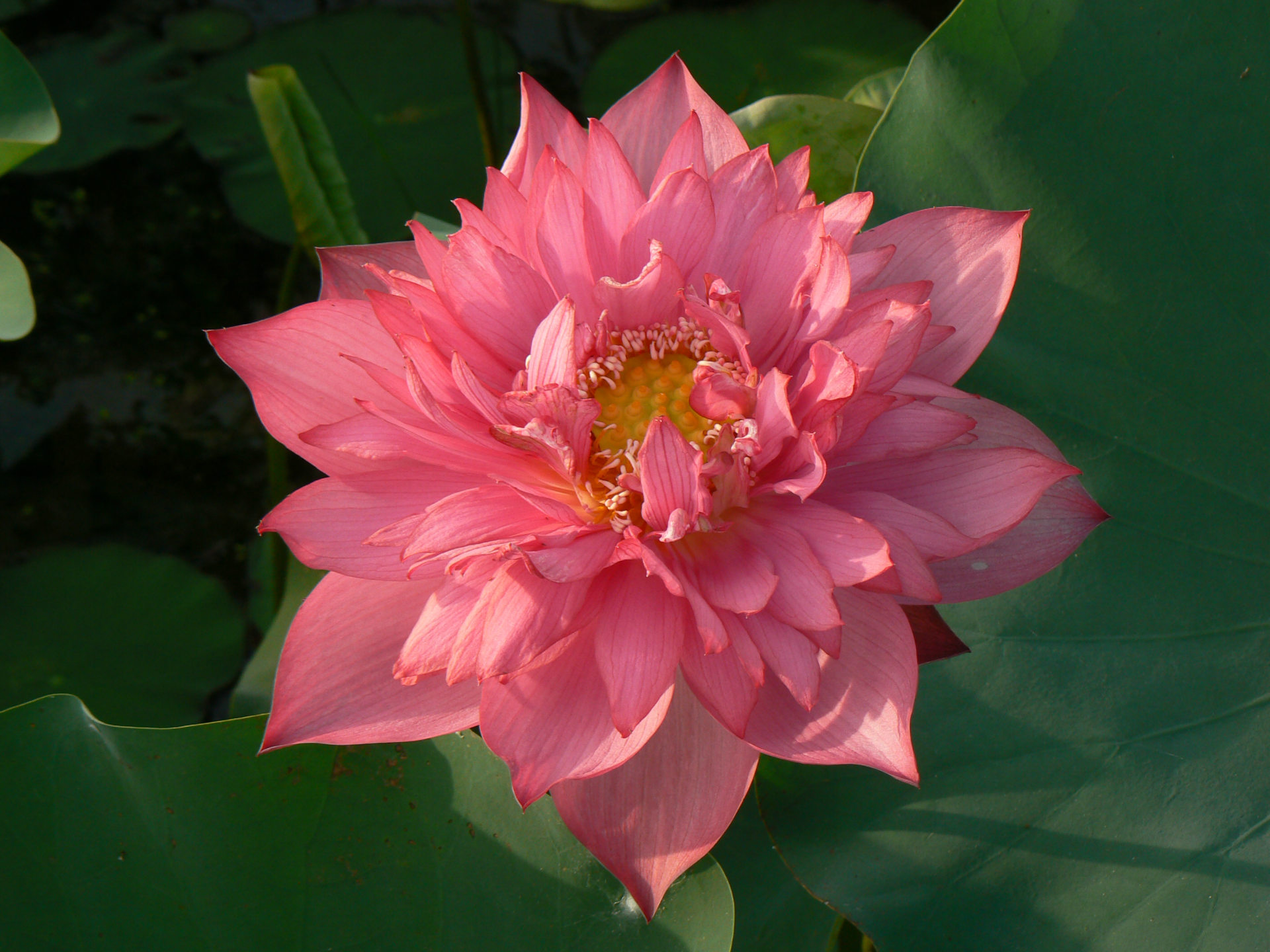 【太空莲36号】太空莲图片荷花莲子太空莲花观赏莲藕苗东方红