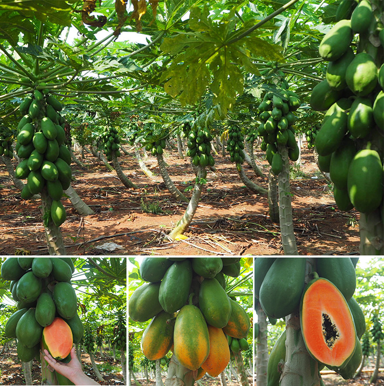 【海南特产】海南红心木瓜 净重9斤装 [【包邮】