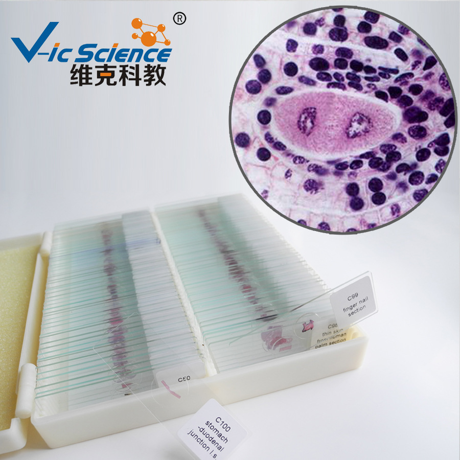 源头工厂 百合子房二分体期切片 植物装片 动植物切片 显微镜玻片