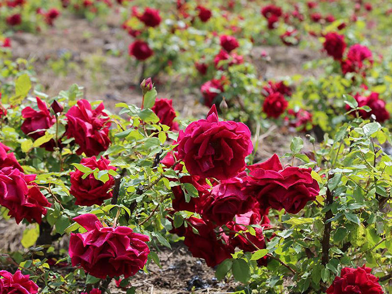 【赤度】云南天然种植 法国墨红玫瑰 干花无硫花茶花冠茶