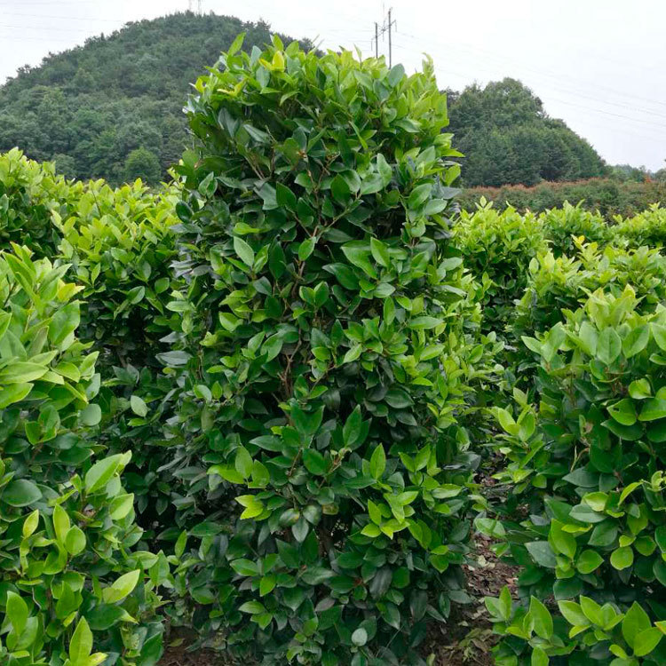 长期供应金森女贞柱子 造型优美 规格齐全 量大从优