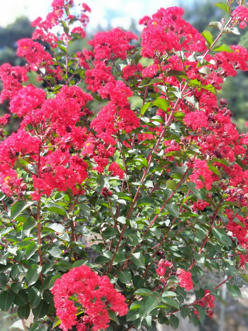 【美国紫薇】-美国紫薇厂家,品牌,图片,热帖-阿里巴巴