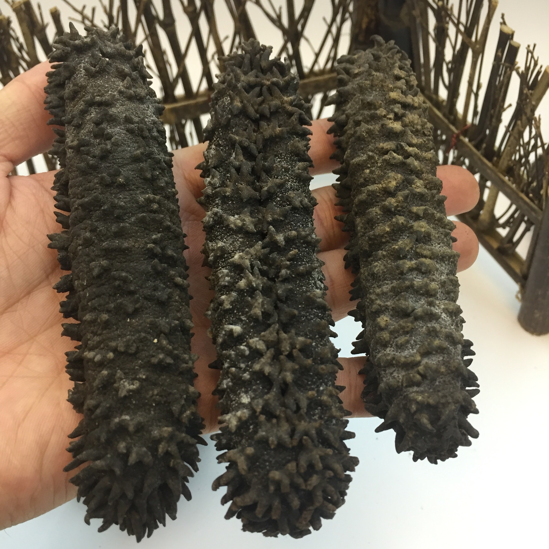 批发天然野生澳洲梅花参5-8头/斤 野生海参 刺参 海参干货批发