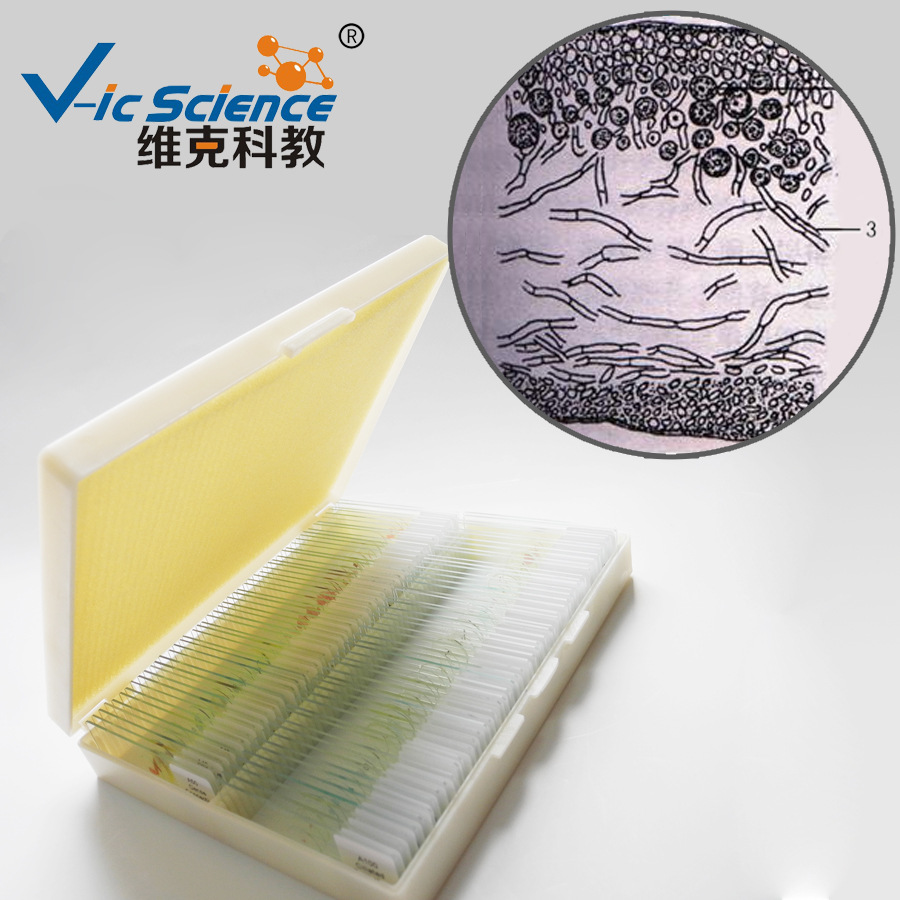 生物模式地衣显微镜玻片