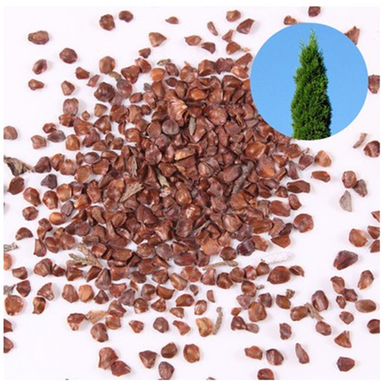 柏木种子 柏树 香扁柏垂丝 柏璎珞柏香柏木柏香树种子 常绿乔木