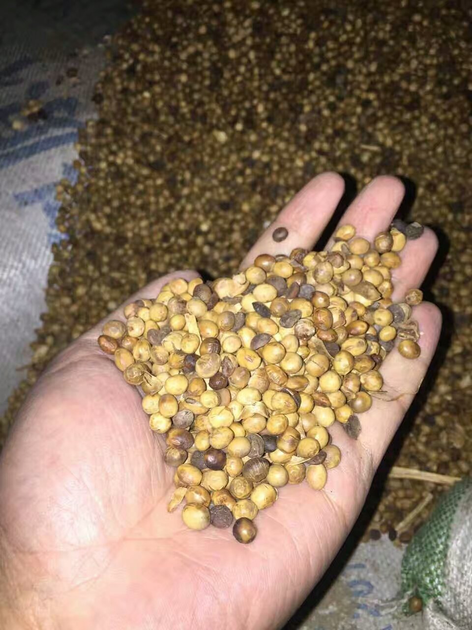 大量采购发霉大豆 进口热损发霉大豆 保险公司理赔进口大豆