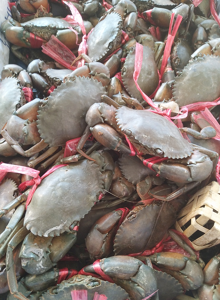 f60g缅甸蟹 鲜活水产鲜美黑蟹 海鲜缅甸优质食用螃蟹大闸蟹批发