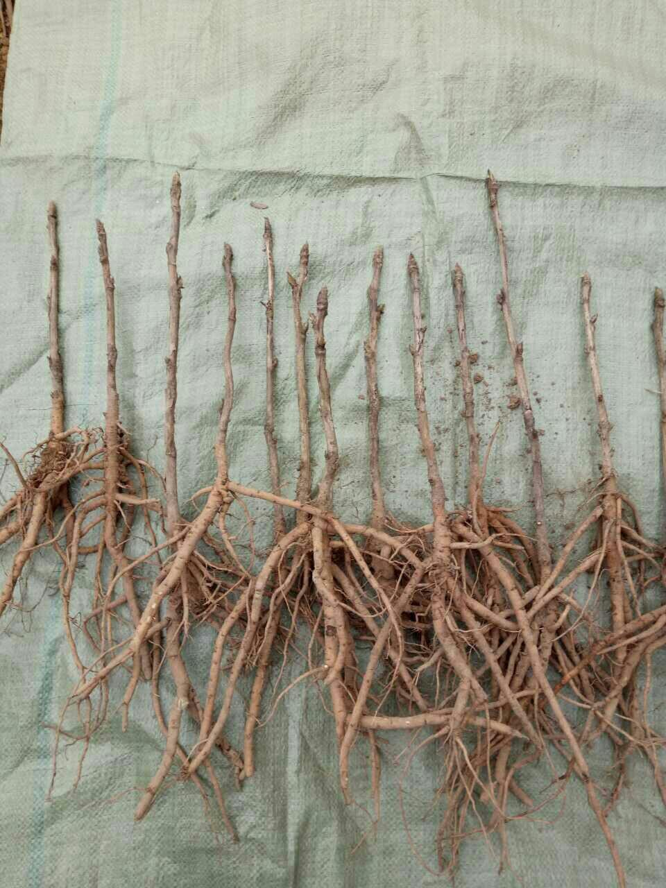 洛阳牡丹苗价格出售油用牡丹苗批发三年苗价格药材种苗保证质量