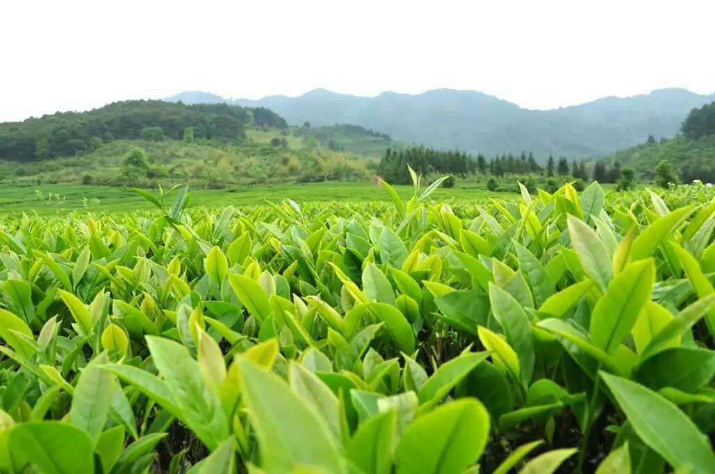 武夷岩茶清香型大红袍茶叶批发 香气口感好低价走量茶叶厂家直销