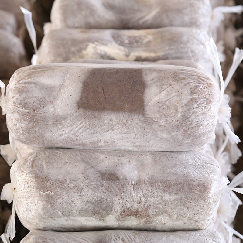 招商 出口高质量平菇菌棒