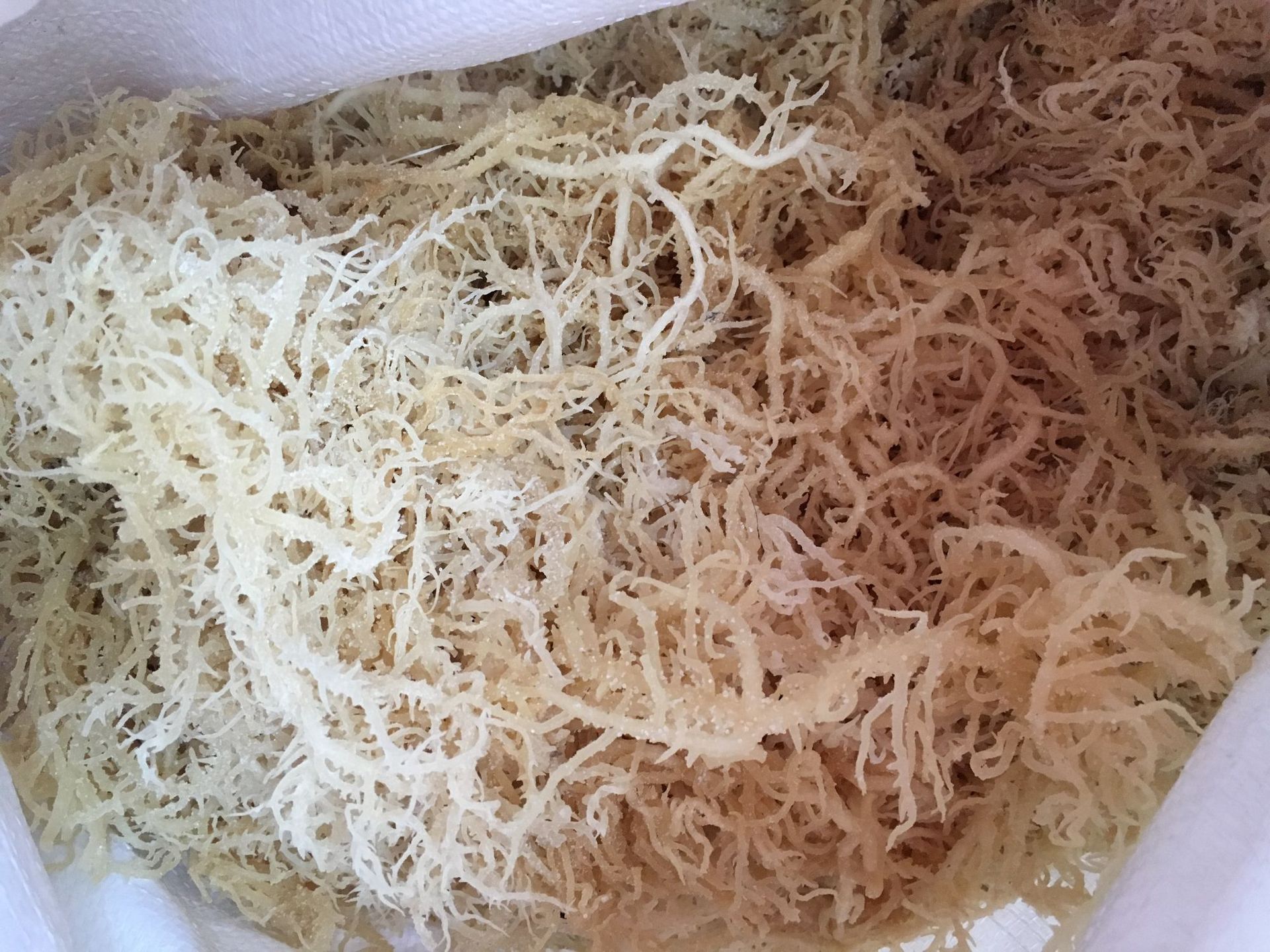 批发供应 野生海洋蔬菜 龙须菜 天然海花菜 海藻凉拌菜 健康营养